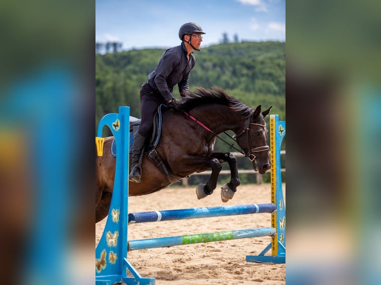 Polish Halfbred Mare 8 years 15,2 hh Black in Lutomia Górna