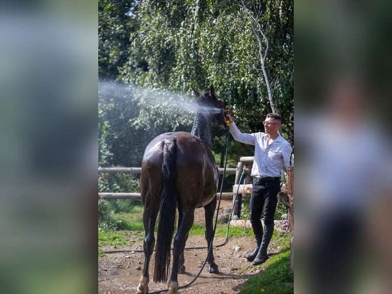Polish Halfbred Mare 8 years 15,3 hh Black in Lutomia Górna