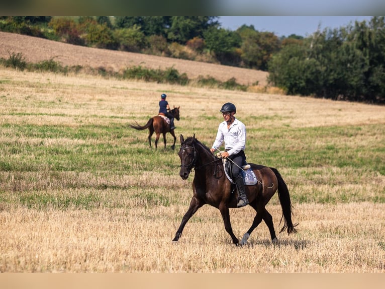 Polish Halfbred Mare 8 years 15,3 hh Black in Lutomia Górna