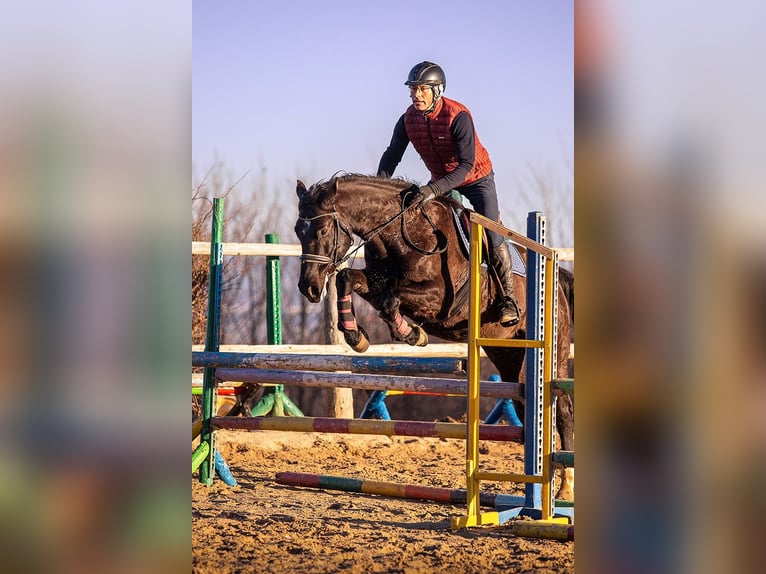 Polish Halfbred Mare 8 years 15,3 hh Black in Lutomia Górna