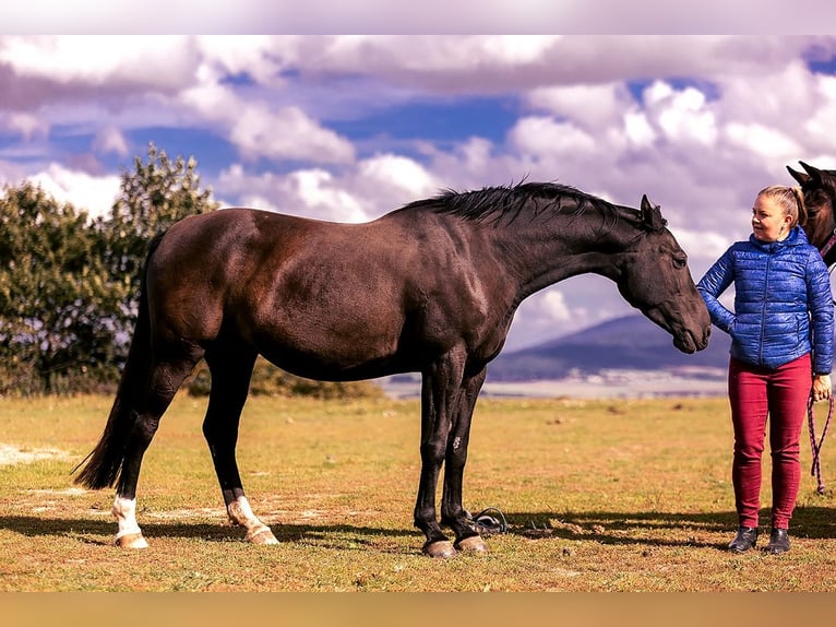 Polish Halfbred Mare 8 years 15,3 hh Black in Lutomia Górna