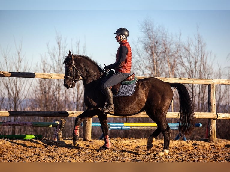 Polish Halfbred Mare 8 years 15,3 hh Black in Lutomia Górna