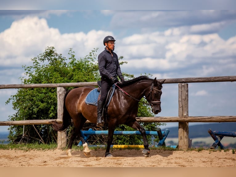 Polish Halfbred Mare 8 years 15,3 hh Black in Lutomia Górna