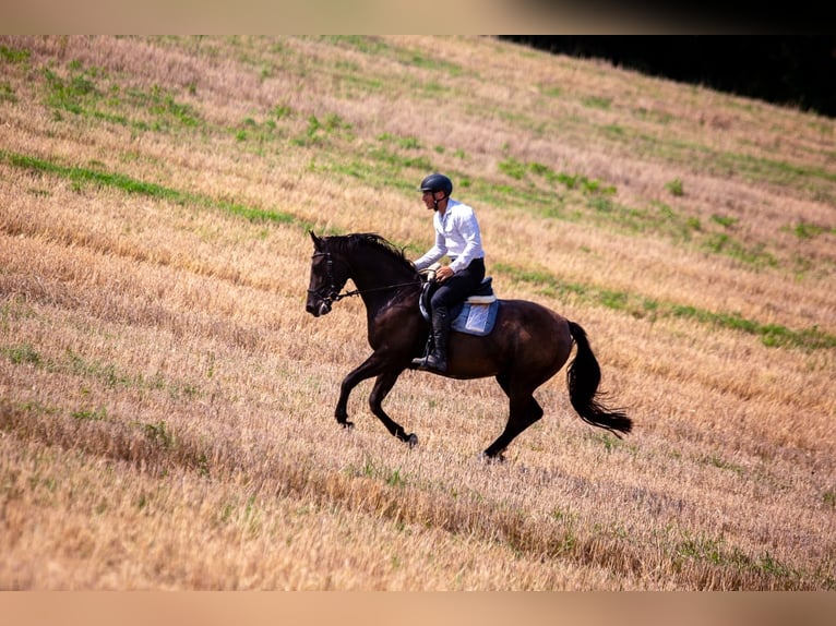 Polish Halfbred Mare 8 years 15,3 hh Black in Lutomia Górna
