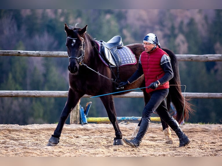 Polish Halfbred Mare 8 years 15,3 hh Black in Lutomia Górna