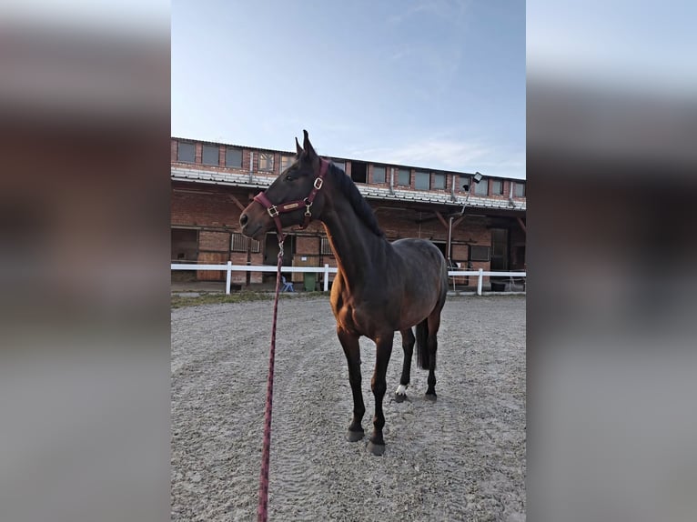 Polish Halfbred Mare 8 years 16.1 hh Bay-Dark in Wrocław