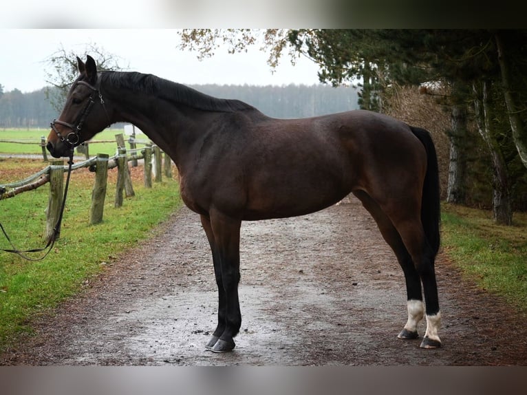 Polish Halfbred Mare 8 years 16,1 hh Bay-Dark in Chojnów