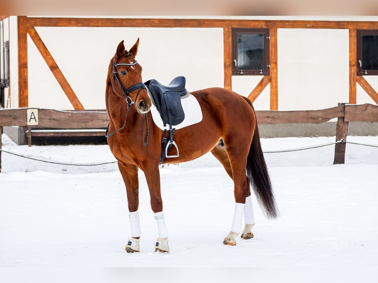 Polish Halfbred Mare 8 years 16,1 hh Chestnut-Red in Skrzatusz