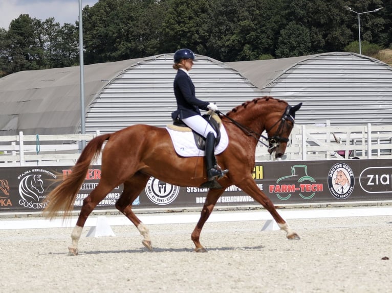 Polish Halfbred Mare 8 years 16,1 hh Chestnut-Red in Stara Kamienica