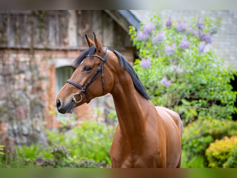 Polish Halfbred Mare 8 years 16,2 hh Brown in Secymin Polski