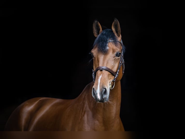 Polish Halfbred Mare 8 years 16,2 hh Brown in Secymin Polski