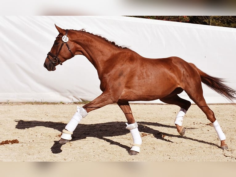 Polish Halfbred Mare 8 years 16,2 hh Chestnut in Trzebnica