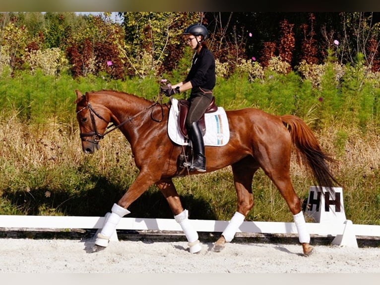 Polish Halfbred Mare 8 years 16,2 hh Chestnut in Trzebnica