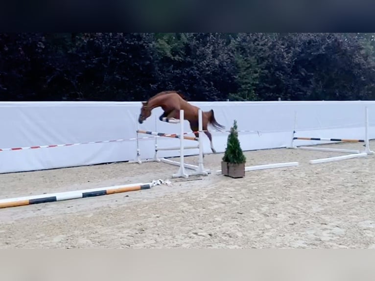 Polish Halfbred Mare 8 years 16,2 hh Chestnut in Trzebnica