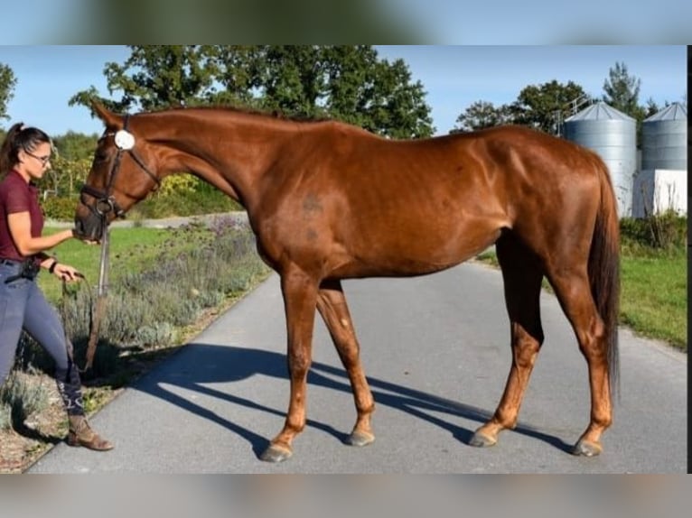 Polish Halfbred Mare 8 years 16,2 hh Chestnut in Trzebnica