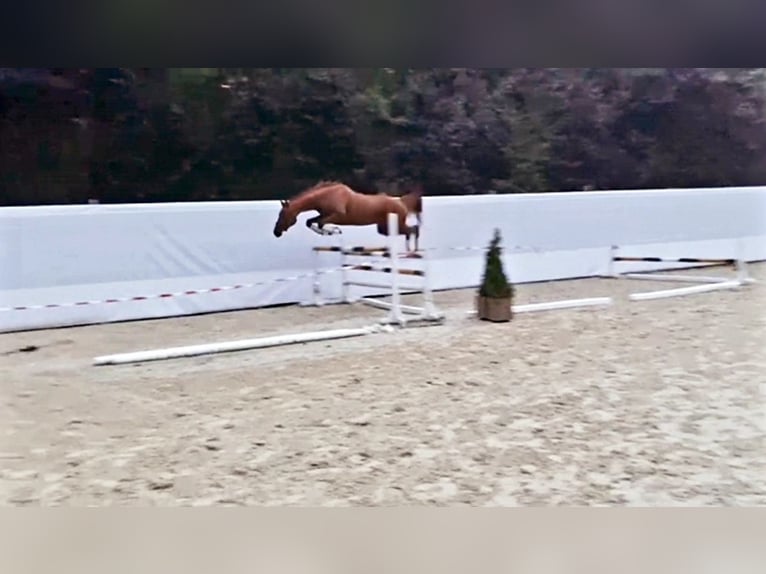 Polish Halfbred Mare 8 years 16,2 hh Chestnut in Trzebnica