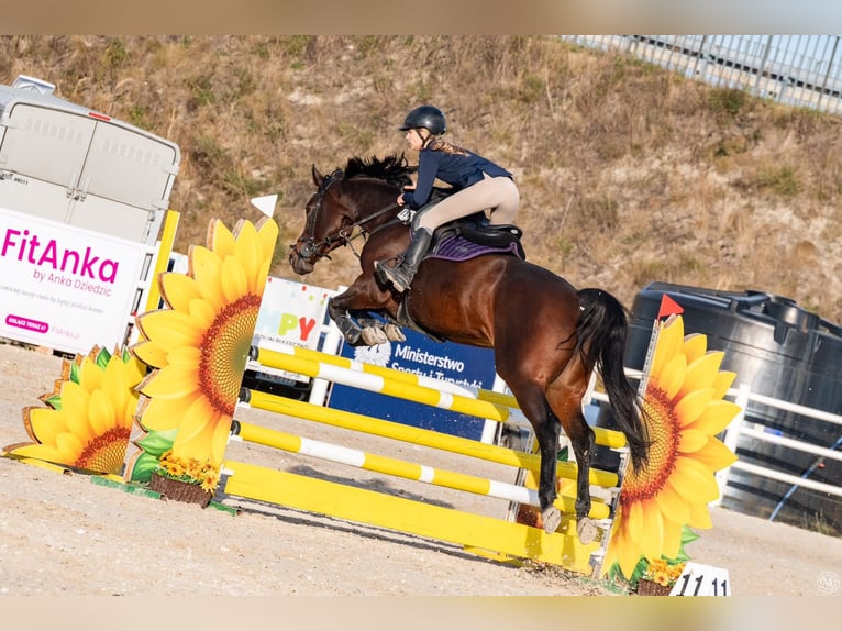 Polish Halfbred Mare 8 years 16 hh Bay in Koluszki