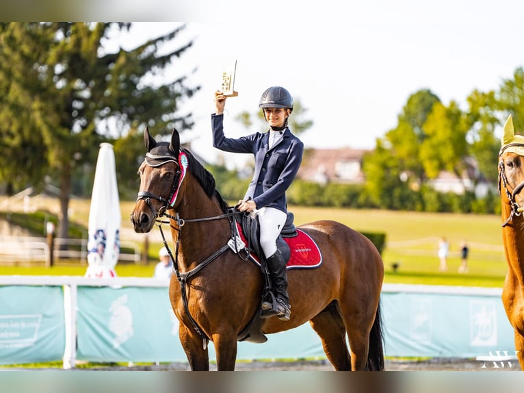 Polish Halfbred Mare 8 years 16 hh Bay in Koluszki