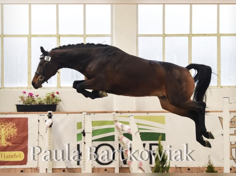 Polish Halfbred Mare 8 years 16 hh Bay in Koluszki