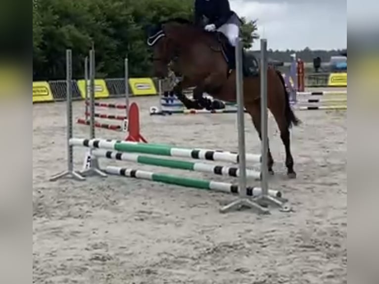 Polish Halfbred Mare 8 years 16 hh Brown in Biskupiec