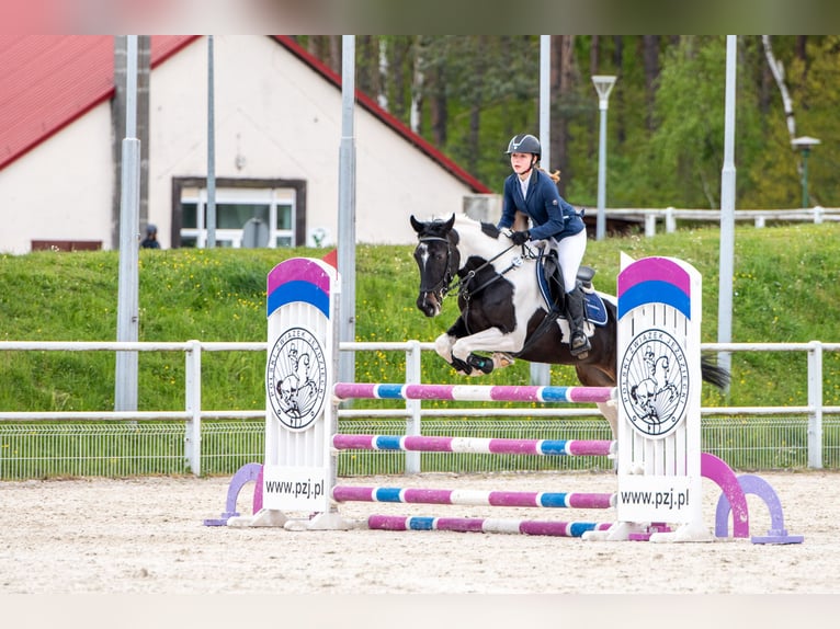 Polish Halfbred Mare 8 years 16 hh Pinto in Słupca