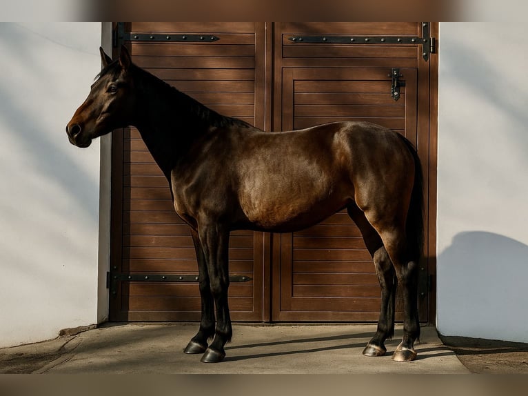 Polish Halfbred Mare 8 years 16 hh Smoky-Black in Nowa Wieś