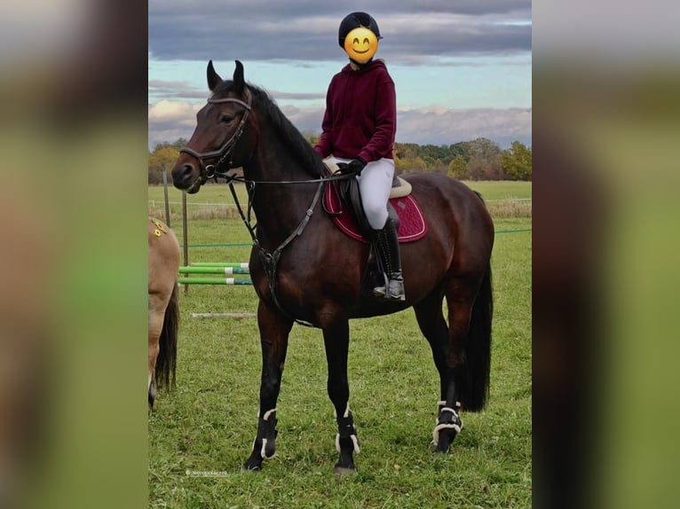 Polish Halfbred Mare 8 years 16,1 hh Bay-Dark in Wrocław