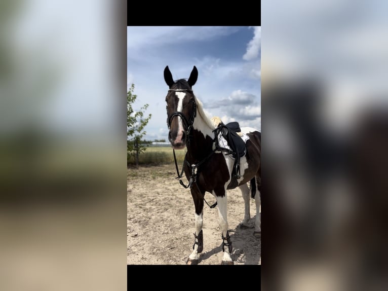 Polish Halfbred Mare 8 years 16,1 hh Pinto in Bia&#x142;a Podlaska