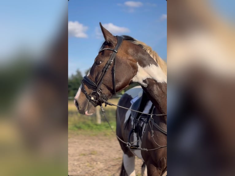 Polish Halfbred Mare 8 years 16,1 hh Pinto in Bia&#x142;a Podlaska