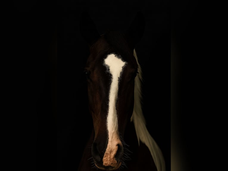 Polish Halfbred Mare 8 years 16,1 hh Pinto in Bia&#x142;a Podlaska