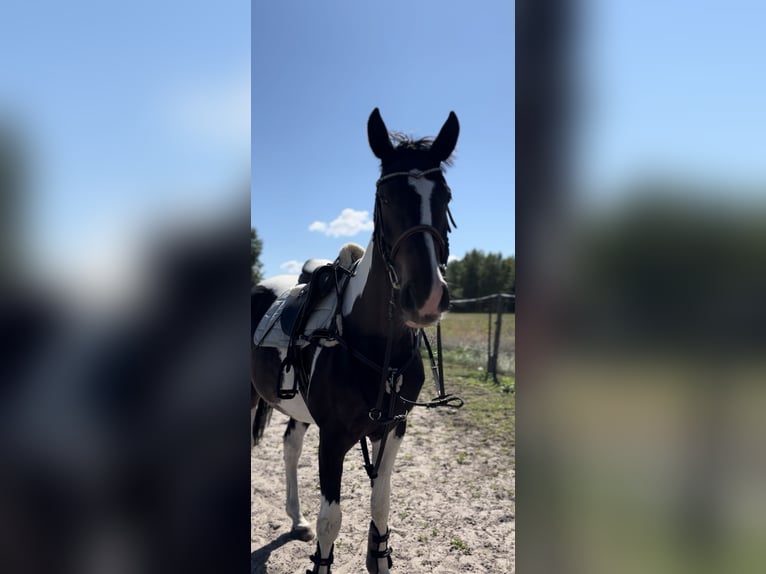 Polish Halfbred Mare 8 years 16,1 hh Pinto in Bia&#x142;a Podlaska