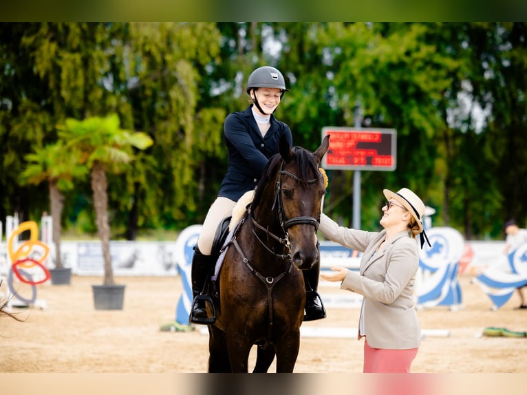 Polish Halfbred Mare 8 years 16,2 hh Black in Micha&#x142;owice