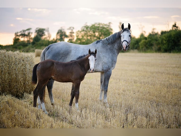 Polish Halfbred Mare 8 years 16,2 hh Gray-Dapple in Siedleczek
