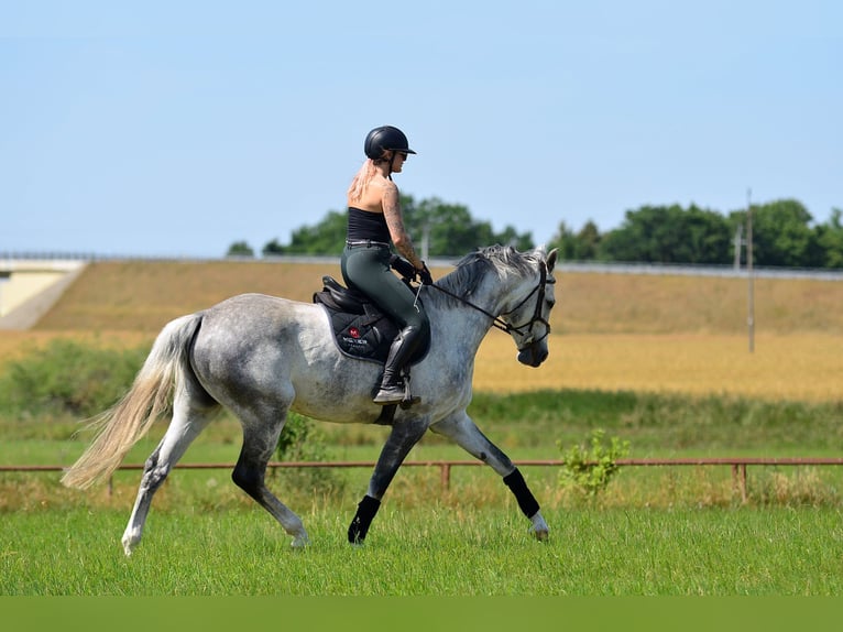 Polish Halfbred Mare 8 years 16,2 hh Gray in Iwno