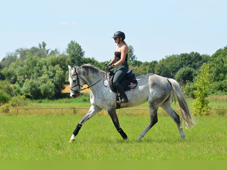 Polish Halfbred Mare 8 years 16,2 hh Gray in Iwno