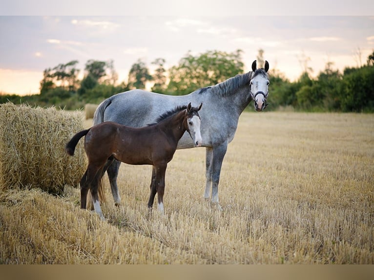 Polish Halfbred Mare 8 years 16,2 hh Gray in Iwno