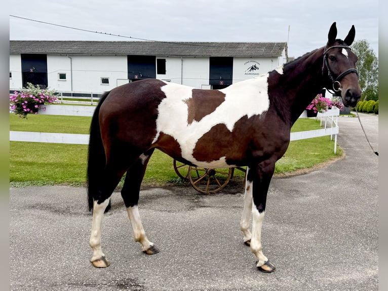 Polish Halfbred Mare 8 years 16,2 hh Pinto in G&#x142;ubczyn
