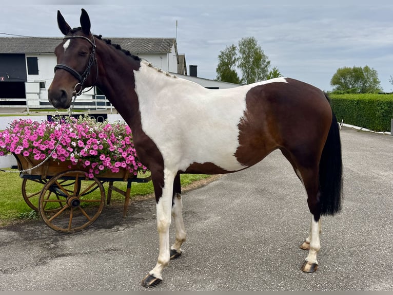 Polish Halfbred Mare 8 years 16,2 hh Pinto in G&#x142;ubczyn