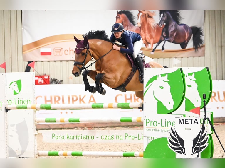 Polish Halfbred Mare 8 years 17 hh Bay in Warka