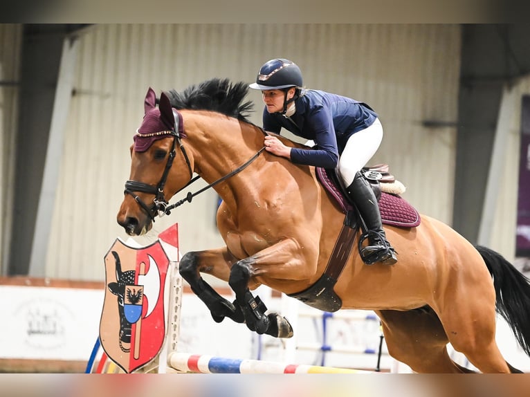 Polish Halfbred Mare 8 years 17 hh Bay in Warka