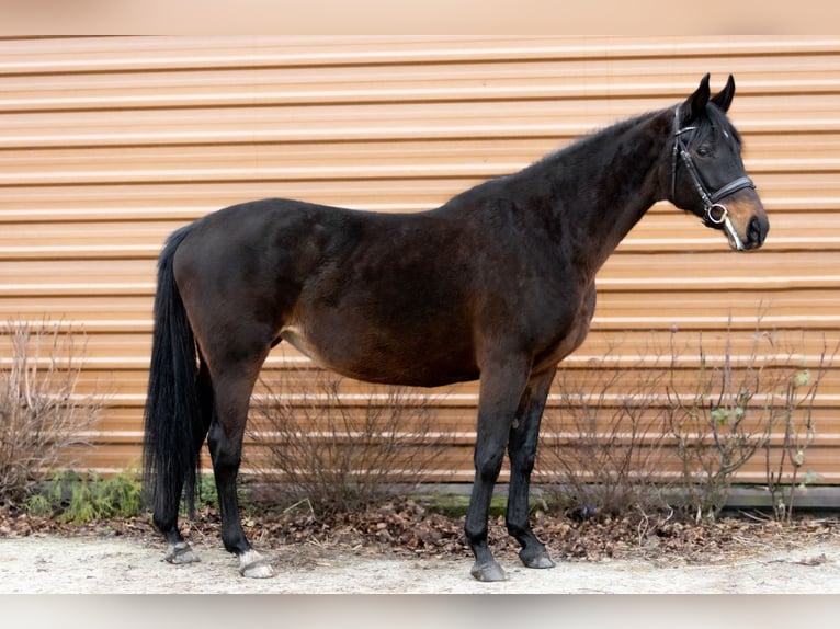 Polish Halfbred Mare 8 years Bay-Dark in Budzyń