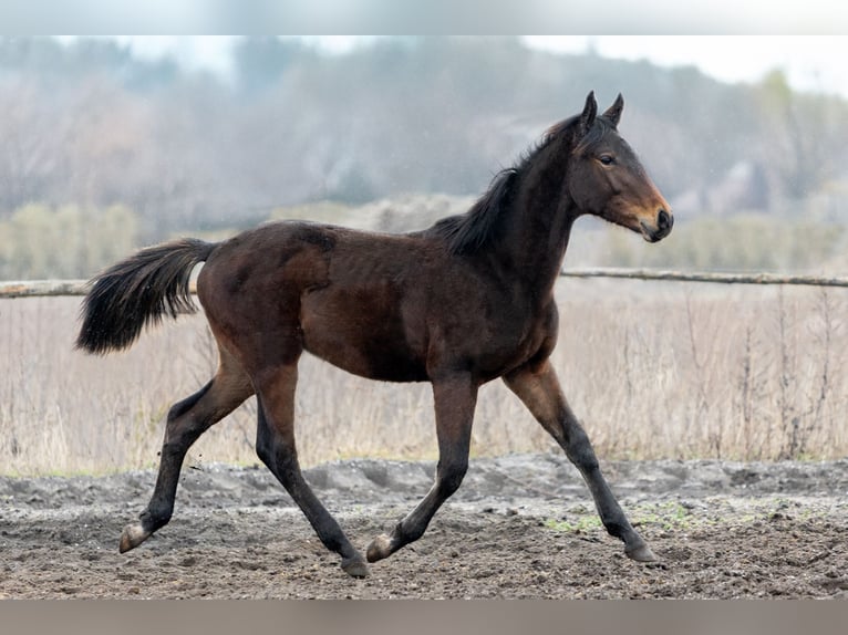 Polish Halfbred Mare 8 years Bay-Dark in Budzyń