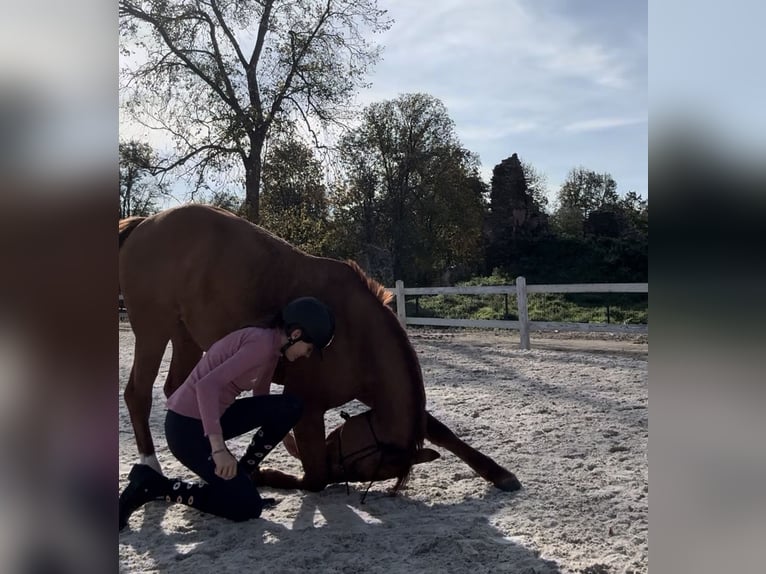 Polish Halfbred Mare 9 years 14,1 hh Chestnut-Red in Legnica