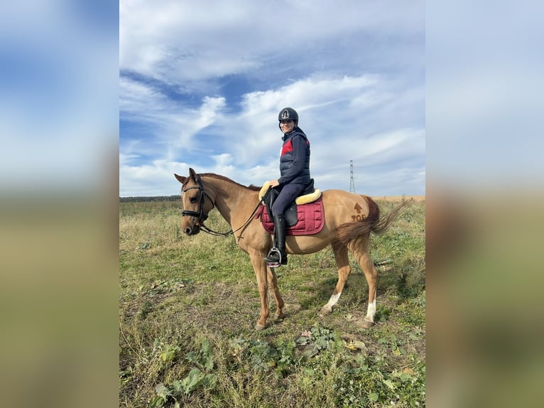 Polish Halfbred Mare 9 years 14,1 hh Chestnut-Red in Legnica