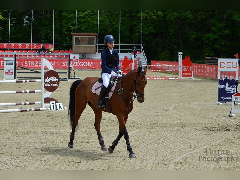 Polish Halfbred Mare 9 years 15,1 hh Bay in Warszawa