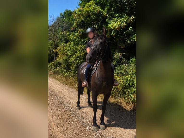 Polish Halfbred Mare 9 years 15.2 hh Black in Haßloch