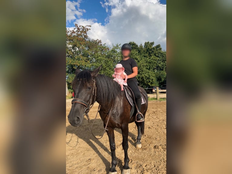 Polish Halfbred Mare 9 years 15.2 hh Black in Haßloch