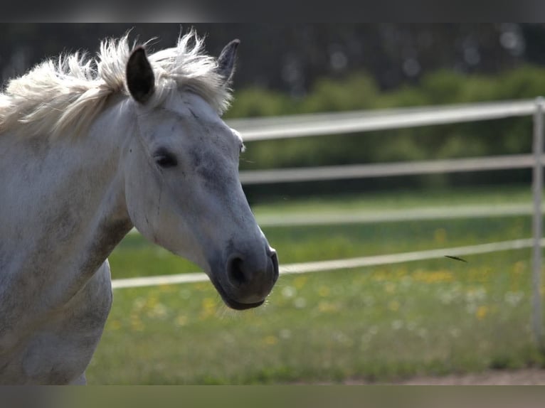 Polish Halfbred Mare 9 years 15,2 hh Grey-Dapple in NahrendorfNahrendorf