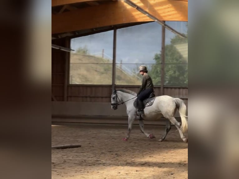 Polish Halfbred Mare 9 years 15,2 hh  in Merseburg