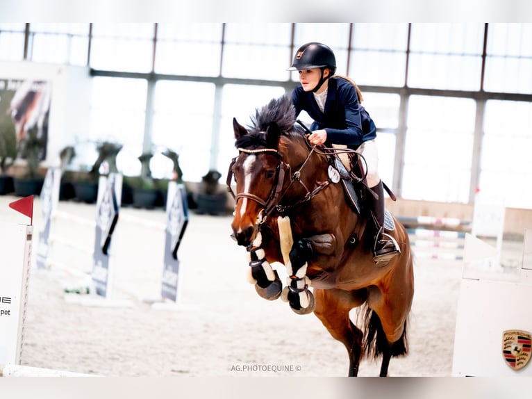 Polish Halfbred Mare 9 years 16,1 hh Brown in Wilcze Tułowskie